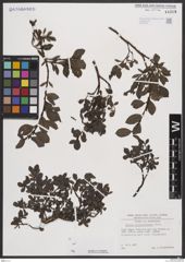 Foto von Salix breviserrata Flod.